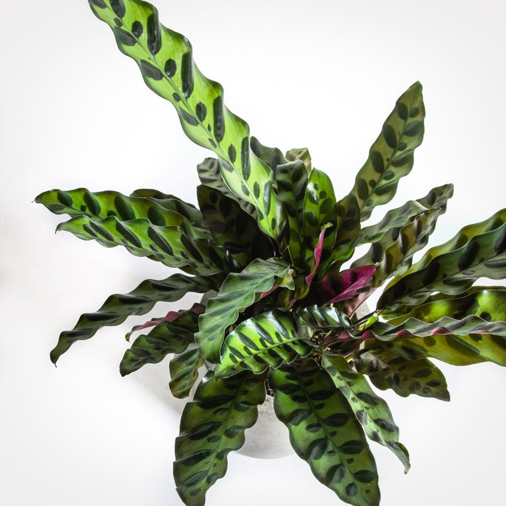 Annual_Calathea-Rattlesnake-Plant3