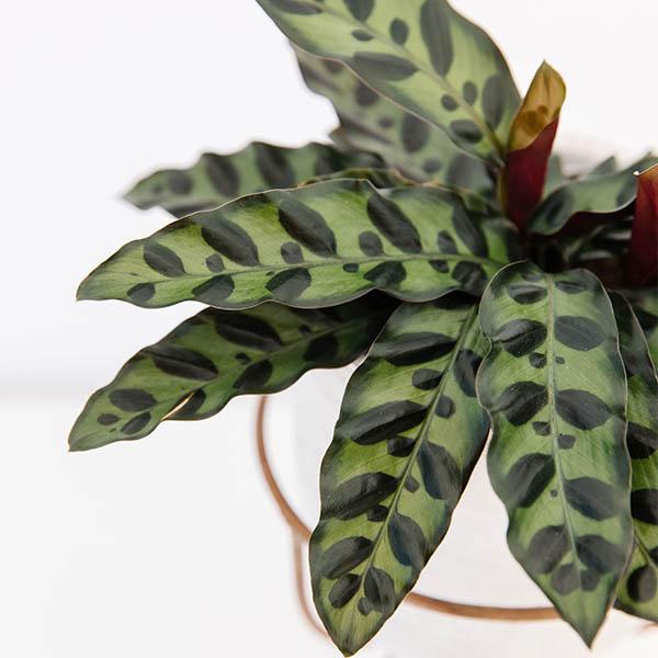 CalatheaLancifoliaSized_3_600x