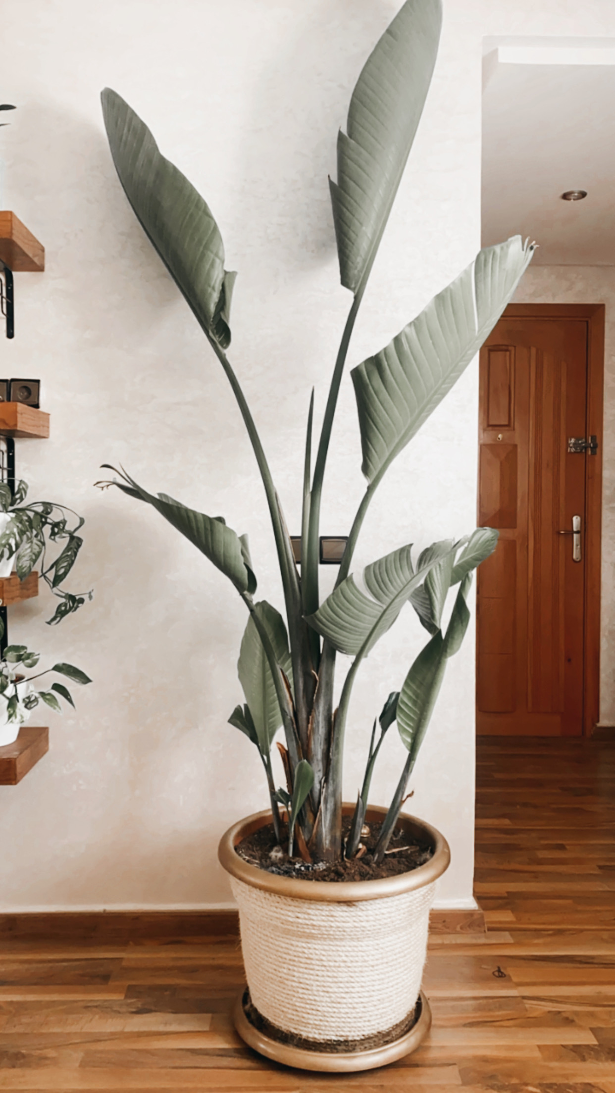 Le strelitzia – Happy Plant