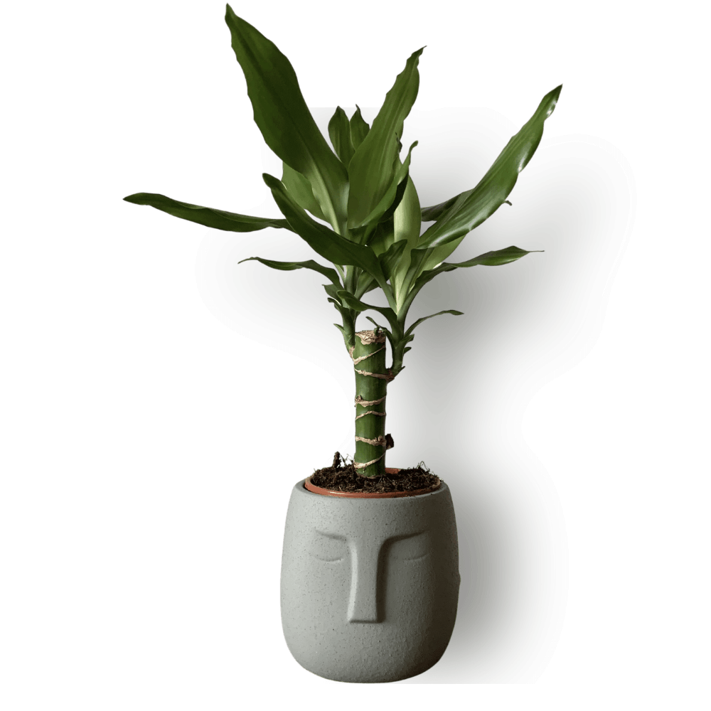 buy-dracaena-fragrans-steudneri-leafy-life