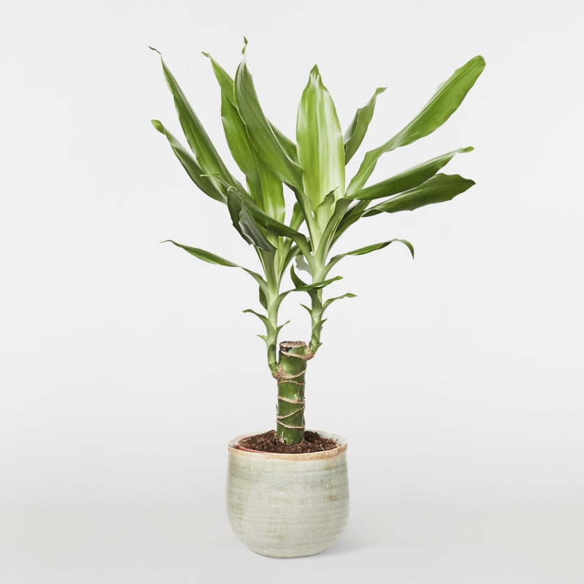 corn-plant-214138