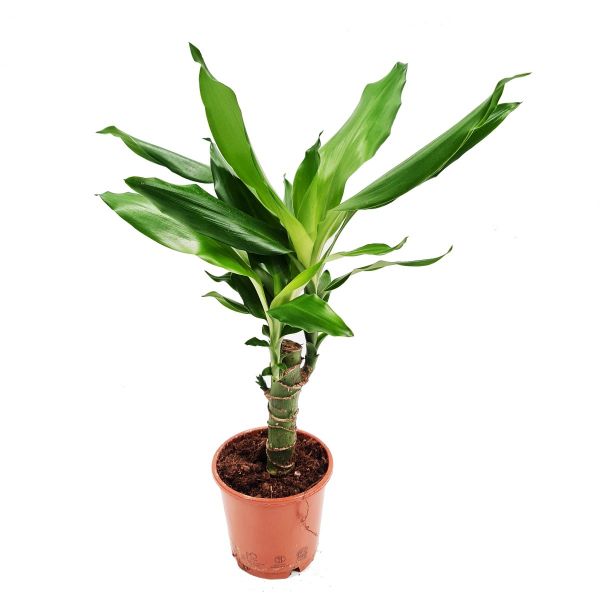 gc-Indoor Plants-1630087177DRA STU