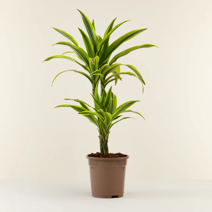 DracaenaLemonLime_93c9e081-2f81-4f1e-ade3-58c4387704f5_x700.jpg