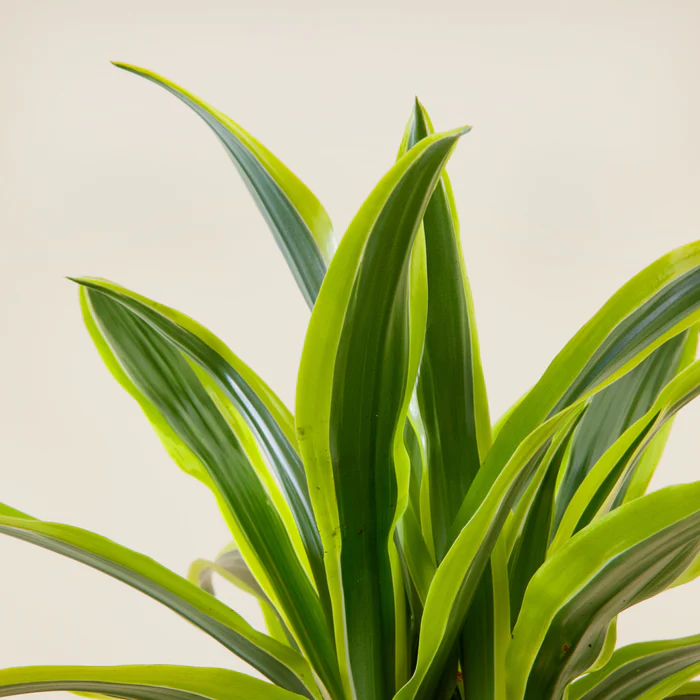 DracaenaLemonLimezoom_x700.jpg