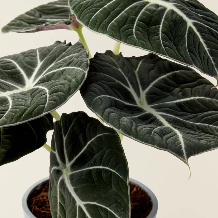 alocasia-black-velvet-oreille-d_elephant_1_9d2ef3ba-09cc-49e8-97aa-fb8755645732_x700.jpg