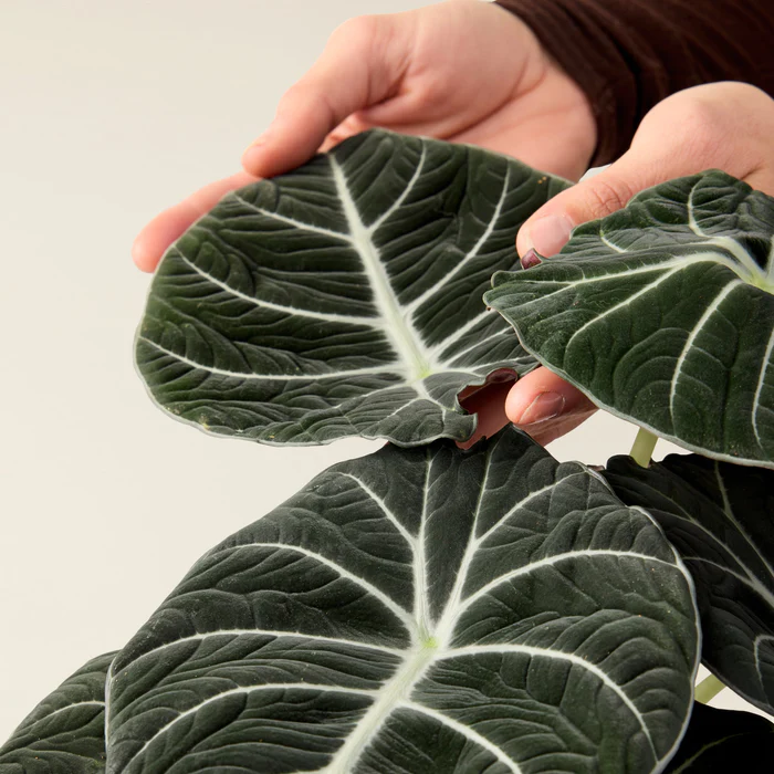 alocasia-black-velvet-oreille-d_elephant_5_aa57e55c-70f9-45cc-93d9-809aaaf22e49_x700.jpg