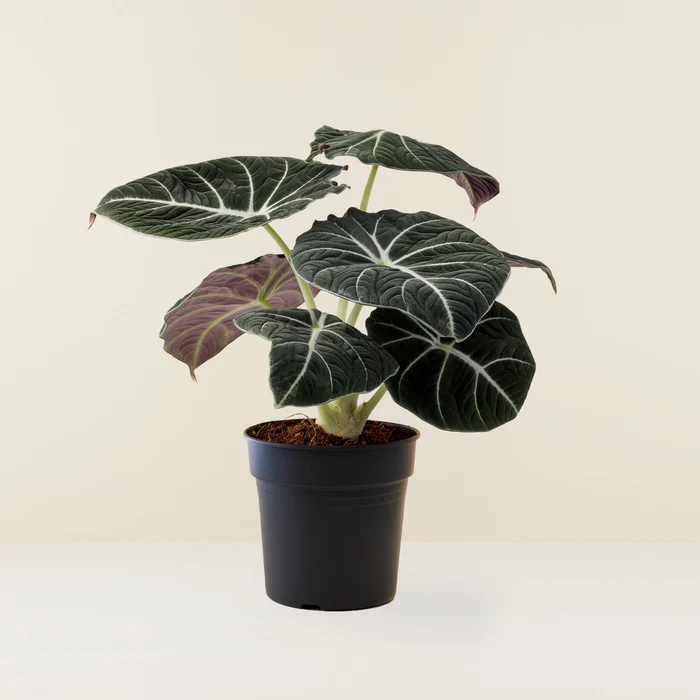 alocasia-black-velvet-oreille-d_elephant_NP_7f0c5b66-416e-41ca-9937-ed657cd435b6_x700.jpg